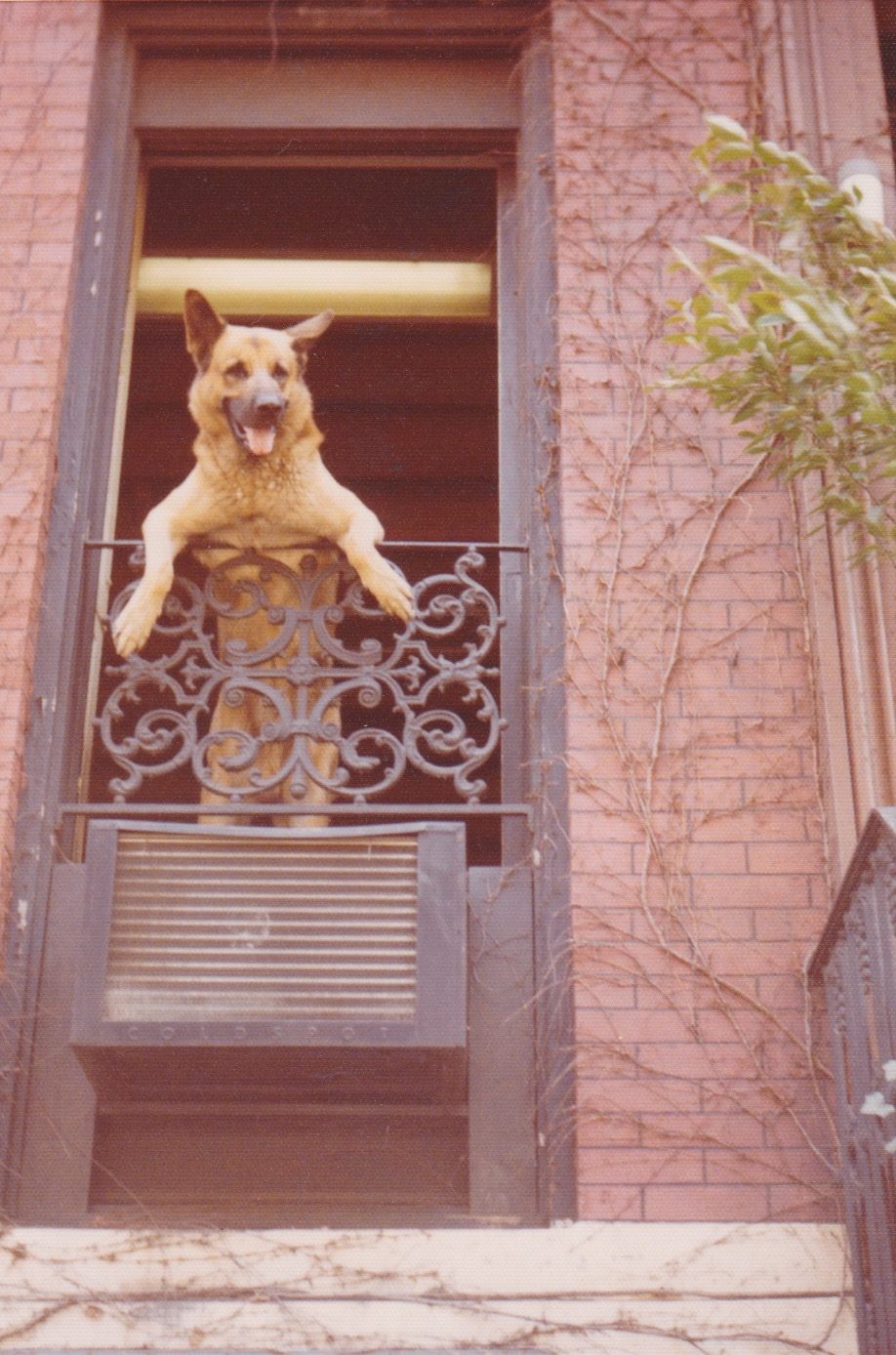 Family dog Mike hangs out the window above the Studio Duplicating Service’s offices on W. 46th Street.