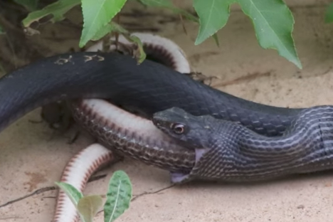 And just when you thought snakes couldn't be much more unsettling.