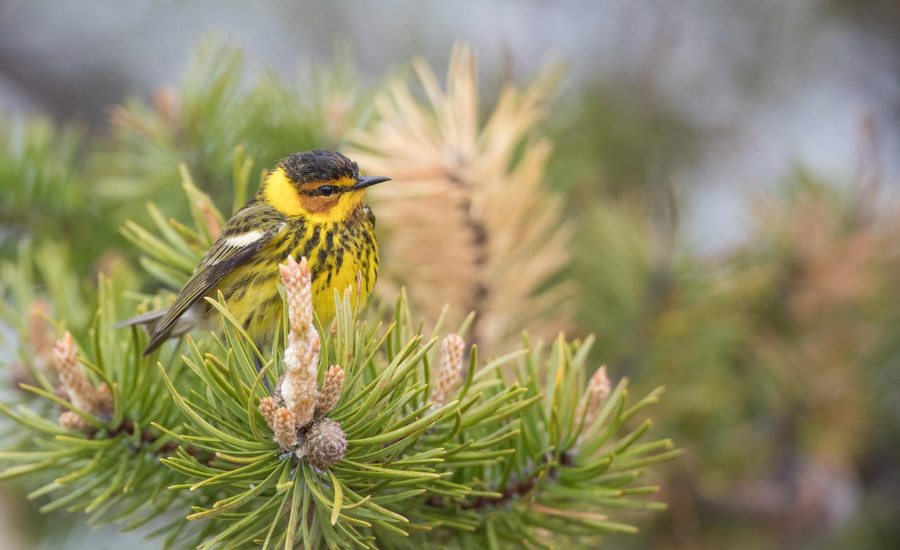 A Cape May warbler, well-represented among the 700,000.