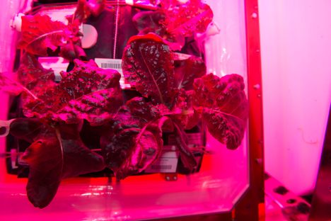 Say hello to Outredgeous red romaine lettuce.