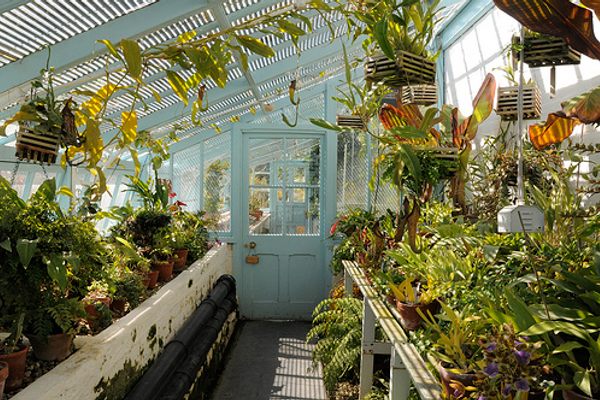 Darwin’s Greenhouse