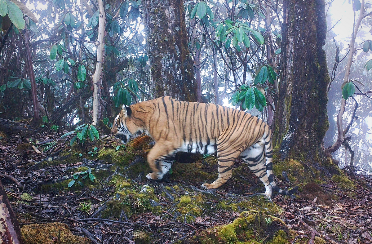 Fotoaparato spąstai užfiksavo vieną didelio tigro patino, matomo apsvaigusio ir klajojančio netoli Butano sostinės, vaizdą.  Nors gyvūnas mirė, jis paliko vertingą palikimą.