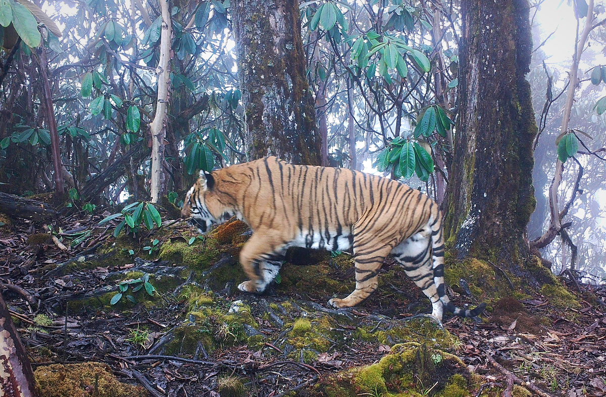 A camera trap captured one image of the large male tiger seen dazed and roaming near Bhutan's capital. Though the animal died, it left a valuable legacy.