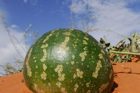 Tsamma Melon