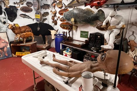 The Oddities Museum