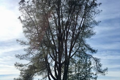 Fr. Agapius and Albina Honcharenko are buried beneath this tree overlooking San Francisco Bay.