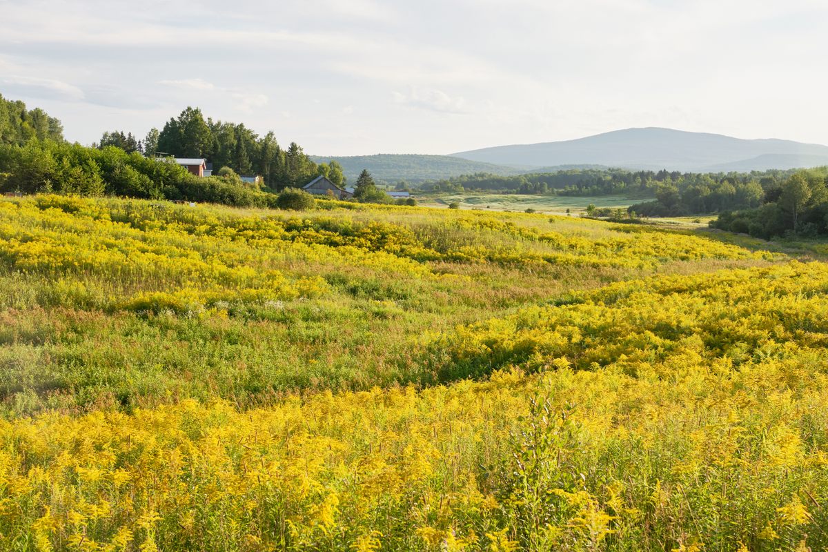A bucolic scene from the High Laurentian Mountains: a field of goldenrod at Miel’s D’Anicet.