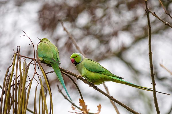 A pair of parakeets in a tree, London.