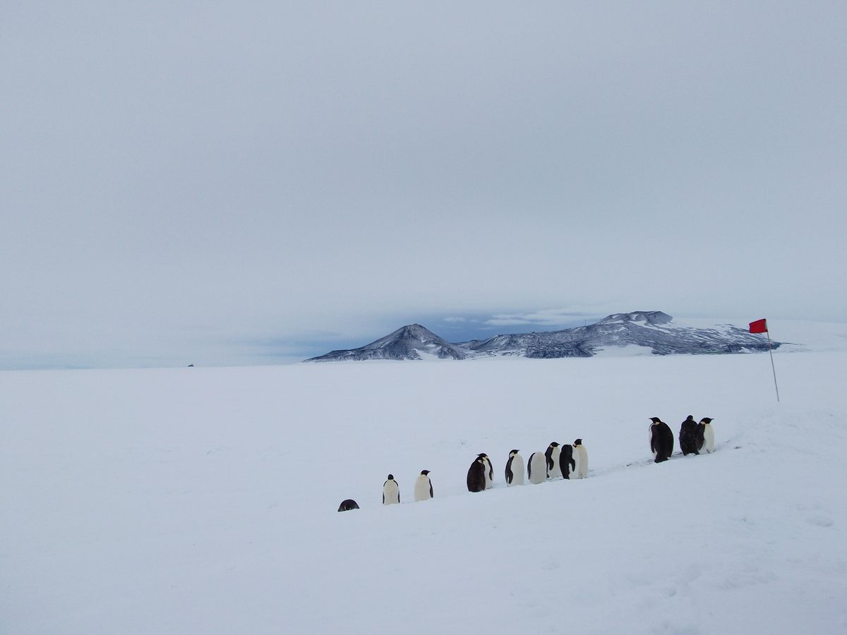 The Ross Ice Shelf today, with Ross Island in background.