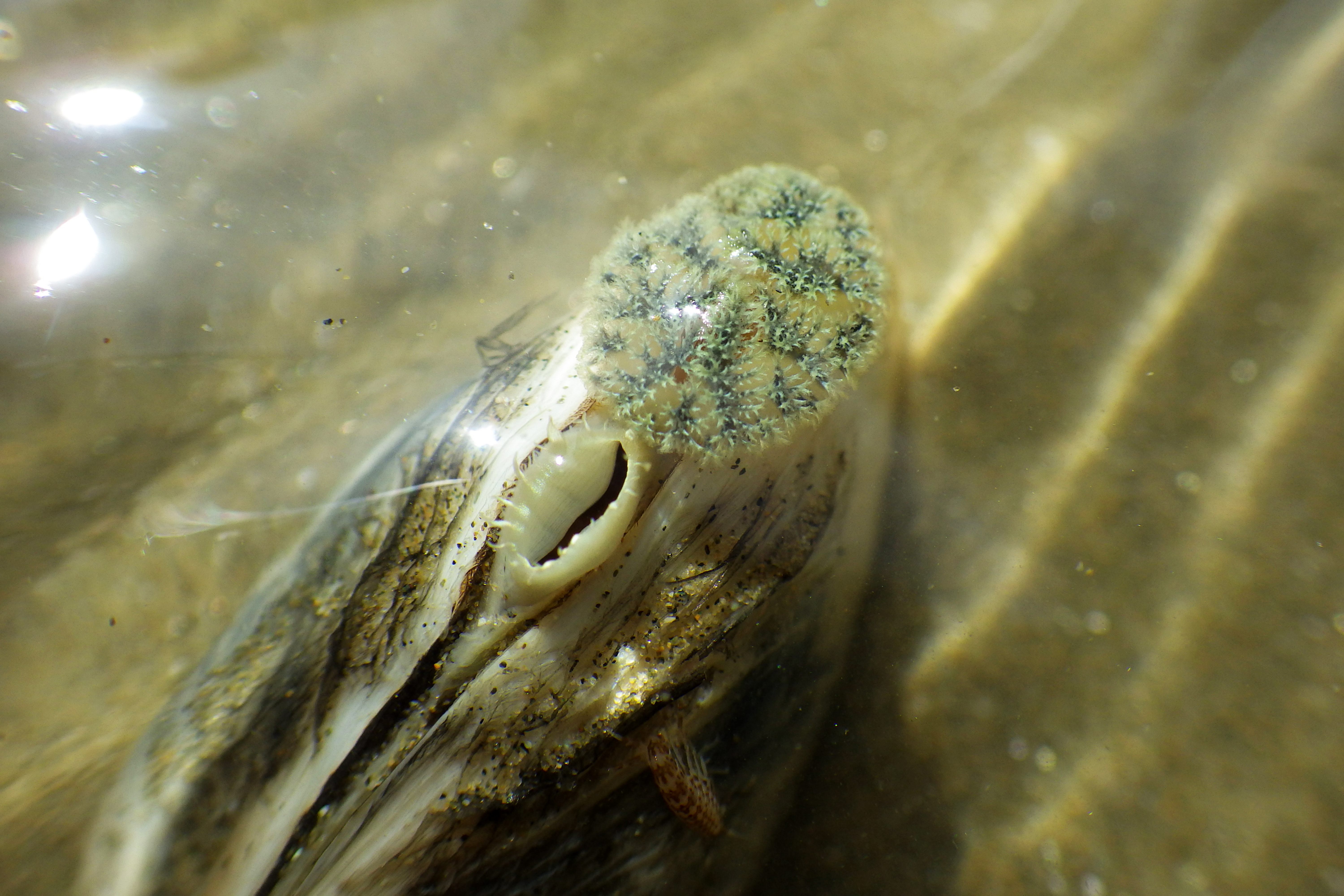 Toheroa have long been prized for their flavor.