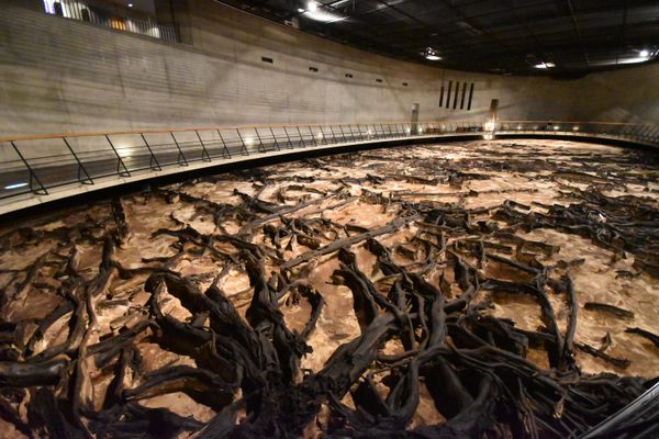 Behold an ancient forest at this unique museum.