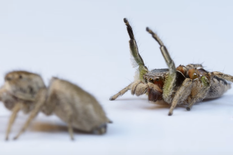 Watch 2 Jumping Spiders Get Flirty and Awkward