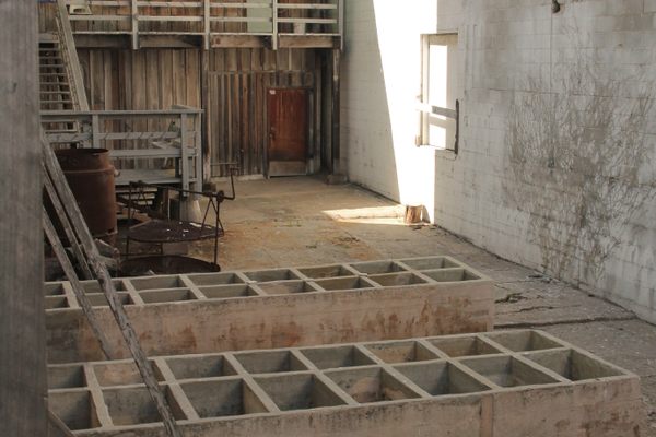 Ricketts used the concrete tanks behind the lab to hold the specimens he collected