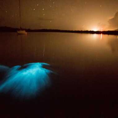 A blue glow in the waters of Mosquito Bay