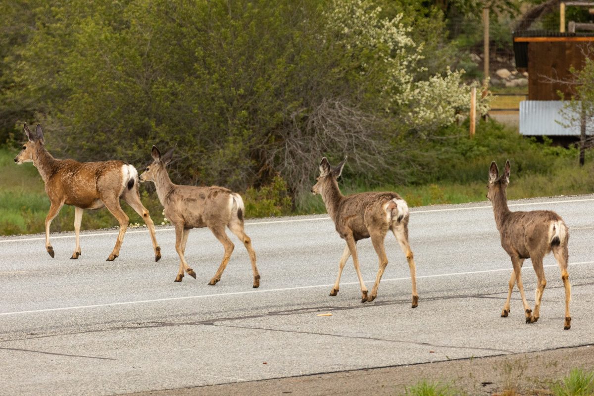 A small herd of deer cross the road in the Methow Valley—a region with among the highest rates of vehicular deer strikes in the Pacific Northwest.