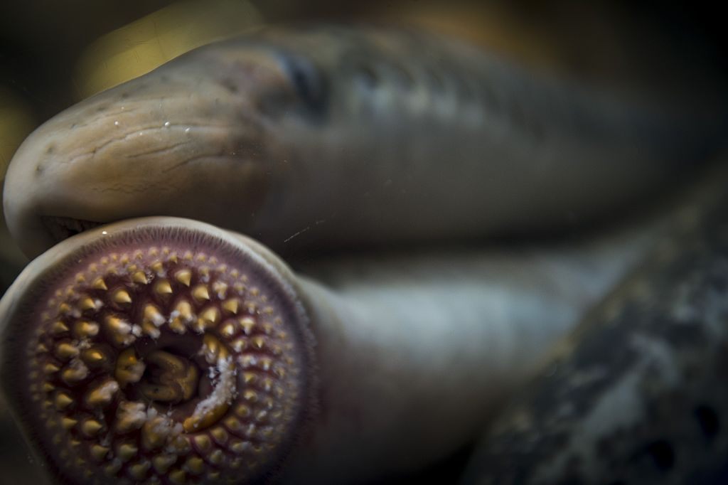 Sea lampreys in Galicia, Spain, where they're considered a delicacy.