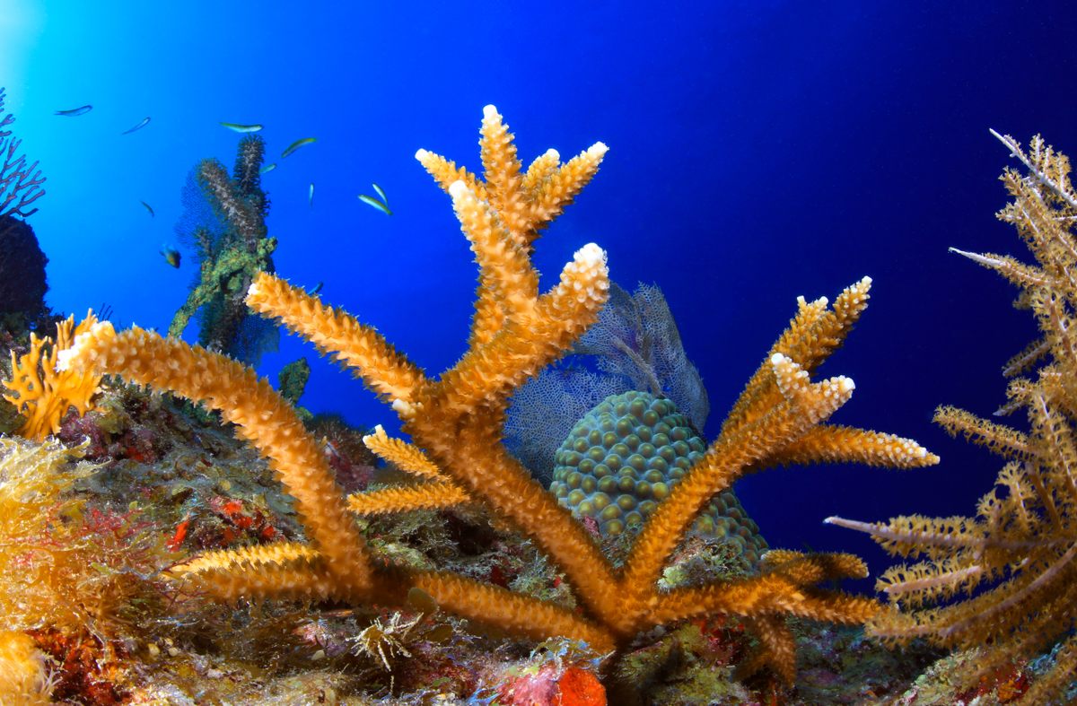 Staghorn coral at the Florida Keys National Marine Sanctuary offer a glimpse of what the tiny, recently outplanted corals will become.