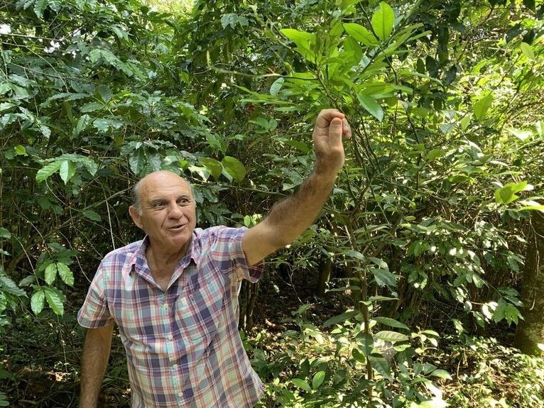 João Neto harvests his coffee trees in Fazenda Santo Antônio.