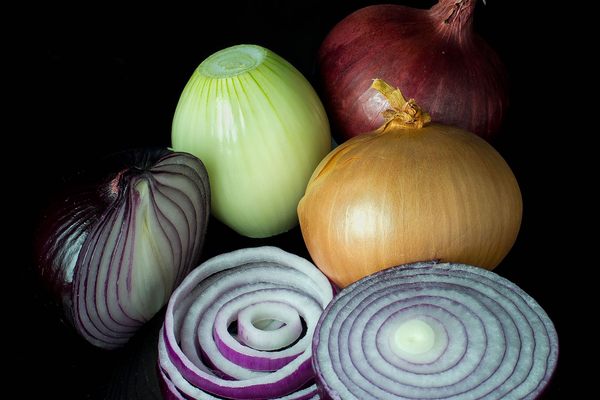 You can use any type of onion to make a calendar, but the Eszlingers prefer yellow.