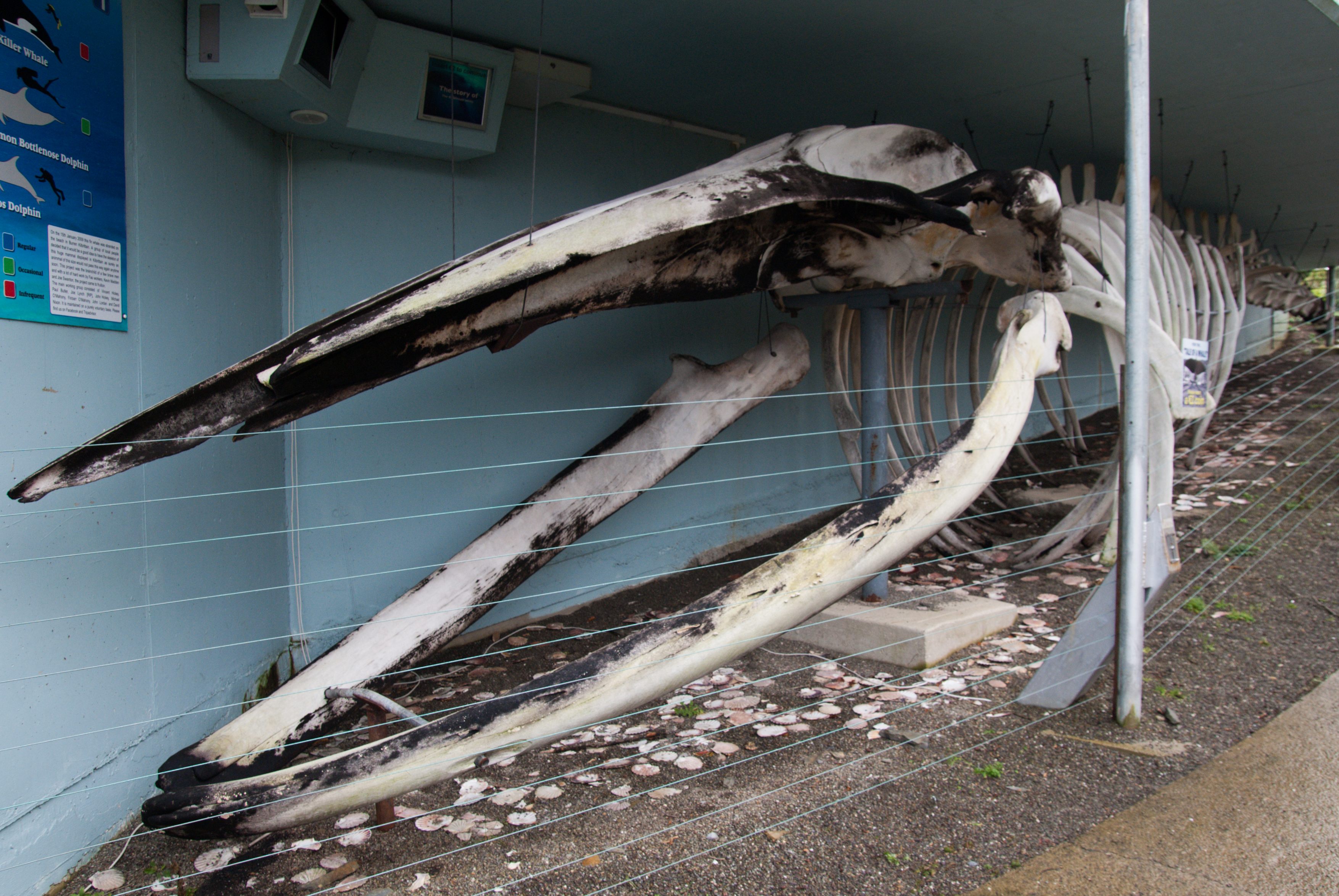 10 Places Where You Can See Whale Bones Outside a Museum - Atlas