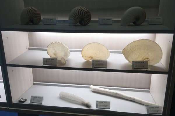 Nautilus shells