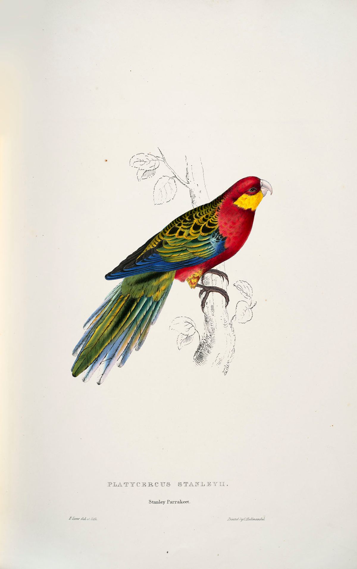 A particularly colorful Stanley parakeet.