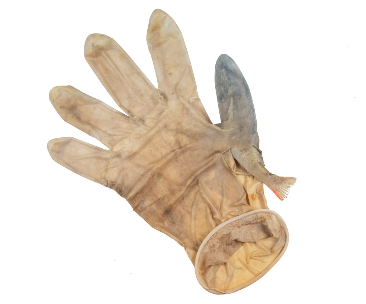 This poor perch was trapped inside a plastic glove.