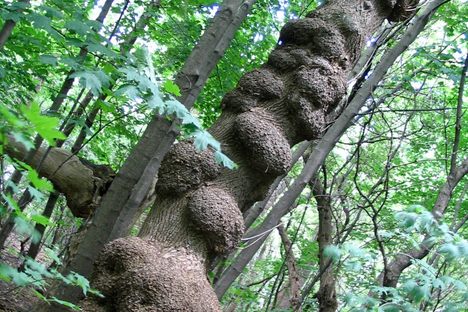Burled Forest 