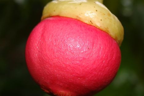 The bright pink engkala with its signature green cap.