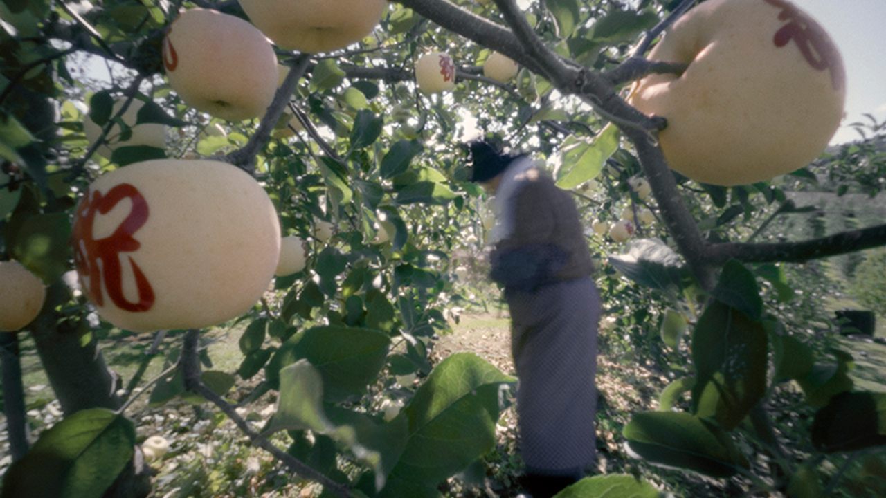Harnessing the Power of the Sun to Turn Apples Into Art ...