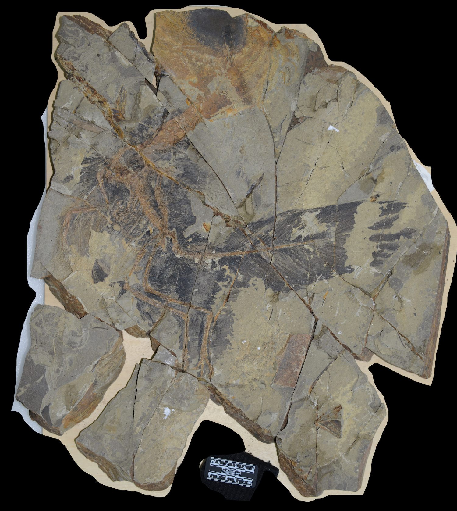 By examining the fossilized feathers under a microscope, researchers detected structures that hint at possible colors.
