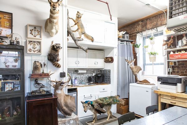 Brooklyn Taxidermy.