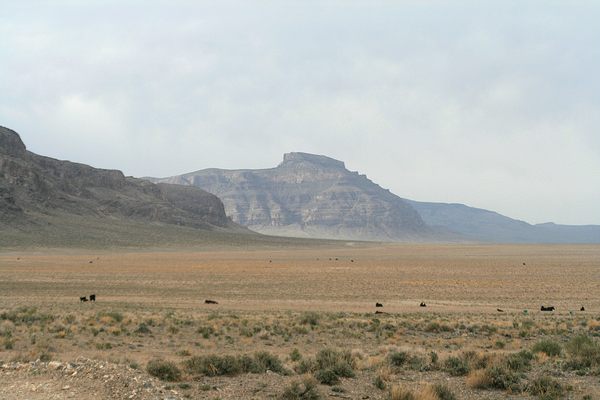 Looking north along Golden Gate Range.  Note the grazing cattle; grazing is still permitted in the national monument.