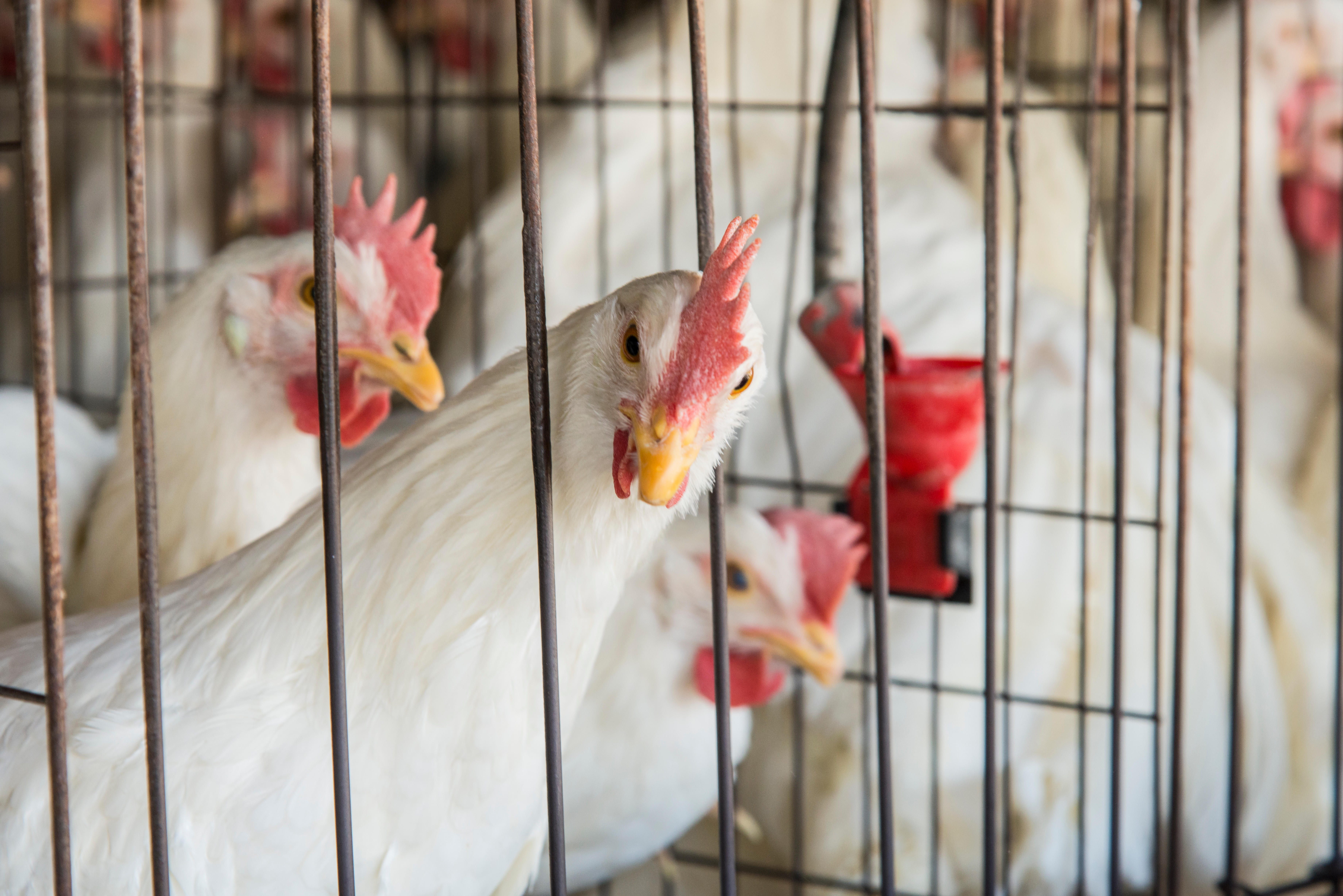 Broiler chickens have a biomass greater than all other wild bird species combined.