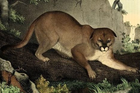 A puma killed in 1830 in Louisiana, which is outside the animal's current habitat. 