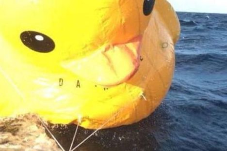 Have you seen this duck? 