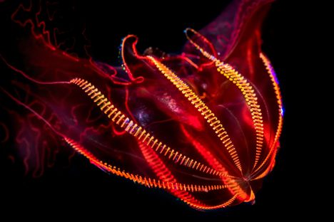 Into The Deep: The Journey to Bring Amazing Deep Sea Animals to the Surface