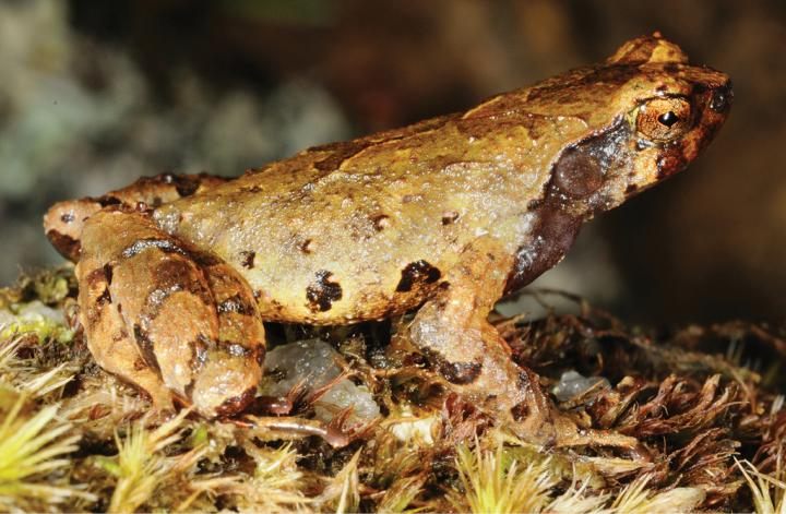 The elfin mountain toad.