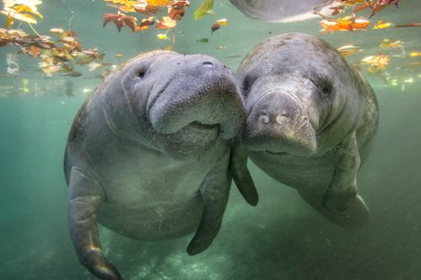 A pair of manatees in Florida's Crystal River.