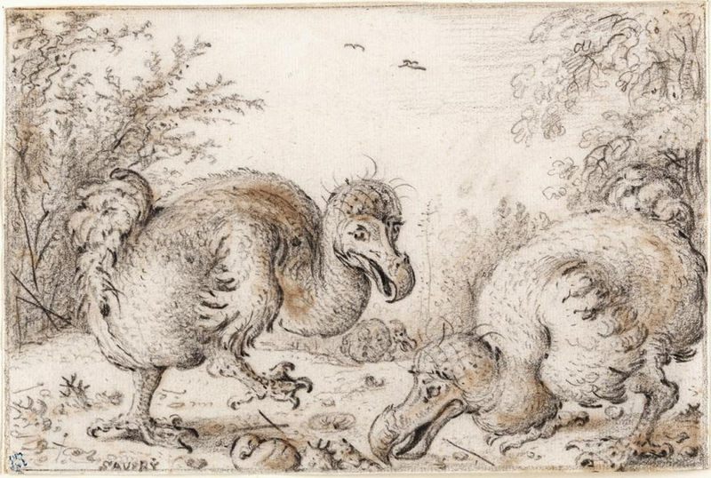 The Scientific Squabble Over the Dodo Tree - Atlas Obscura