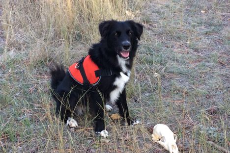 In Montana, archaeology dog Dax sits beside a bear skull she has successfully found in a training session.