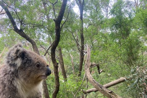 Koala Conservation Reserve
