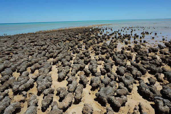 The Stromatolites of Hamelin Pool