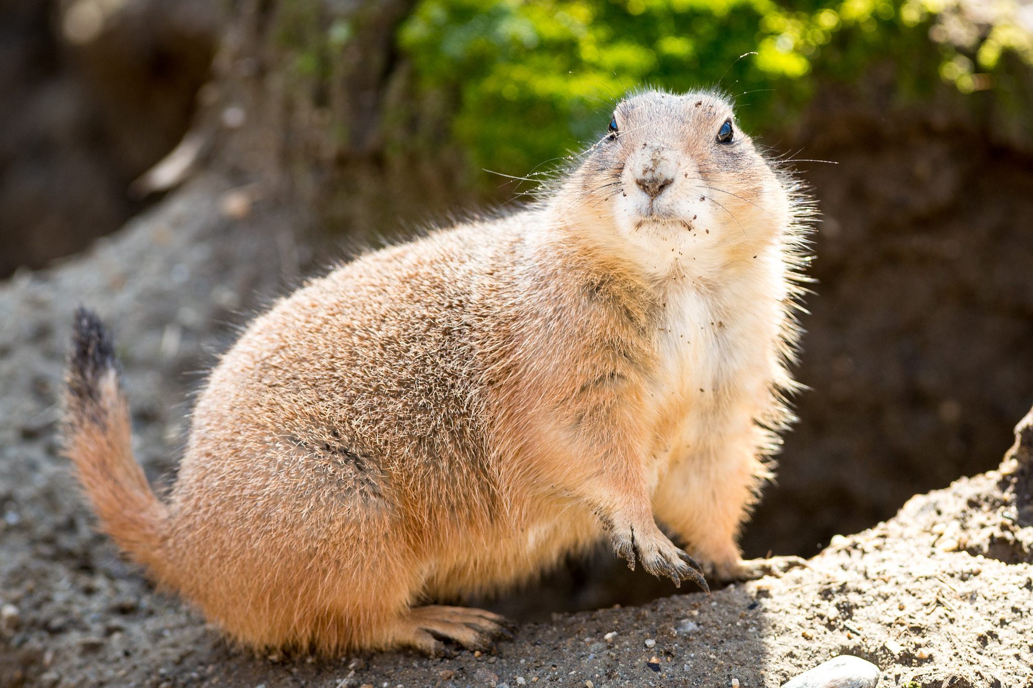 Prairie Dogs Don't Eat Meat—So Why Are They Serially Killing Squirrels? -  Atlas Obscura