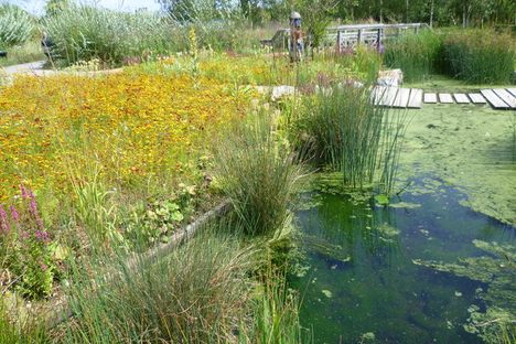 Rain Garden at the London Wetland Centre.