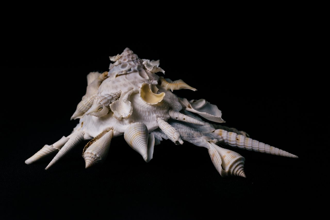 It's hard not to attribute artistic intent to this Xenophora shell.