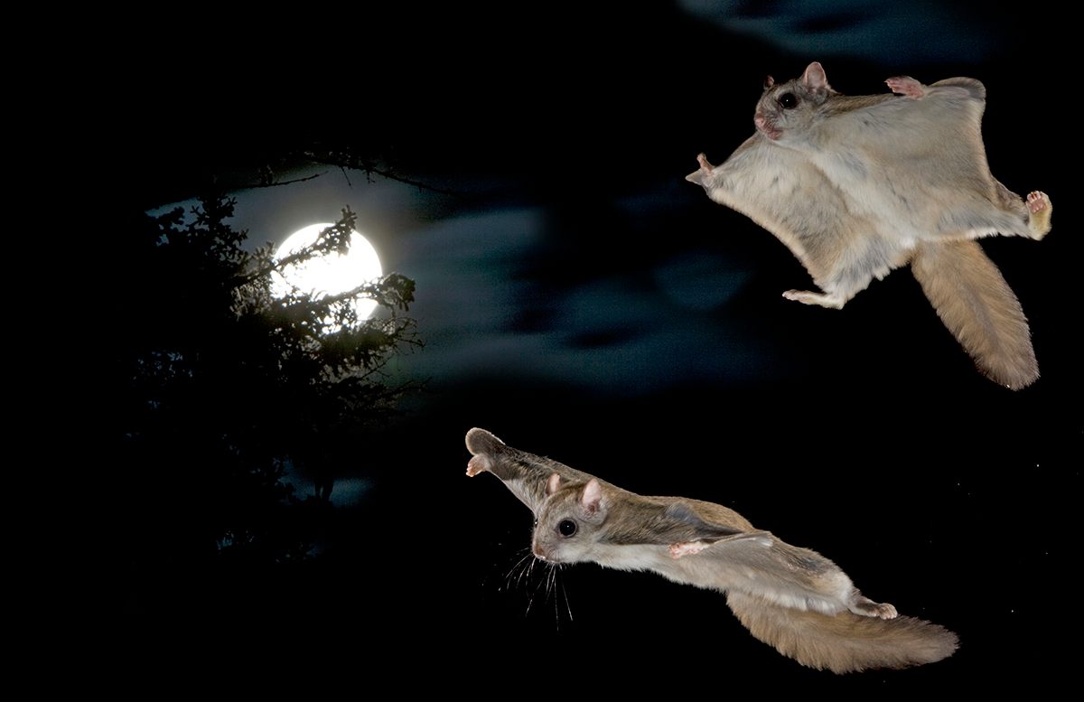 During mating season, flying squirrels engage in dizzying aerial acrobatics far exceeding the routine glides typically observed in the laboratory settings.