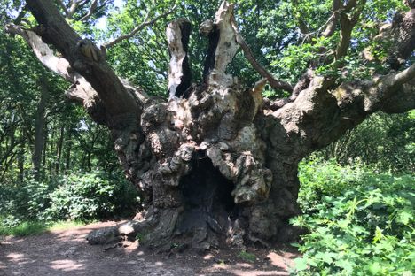 Old Knobbley