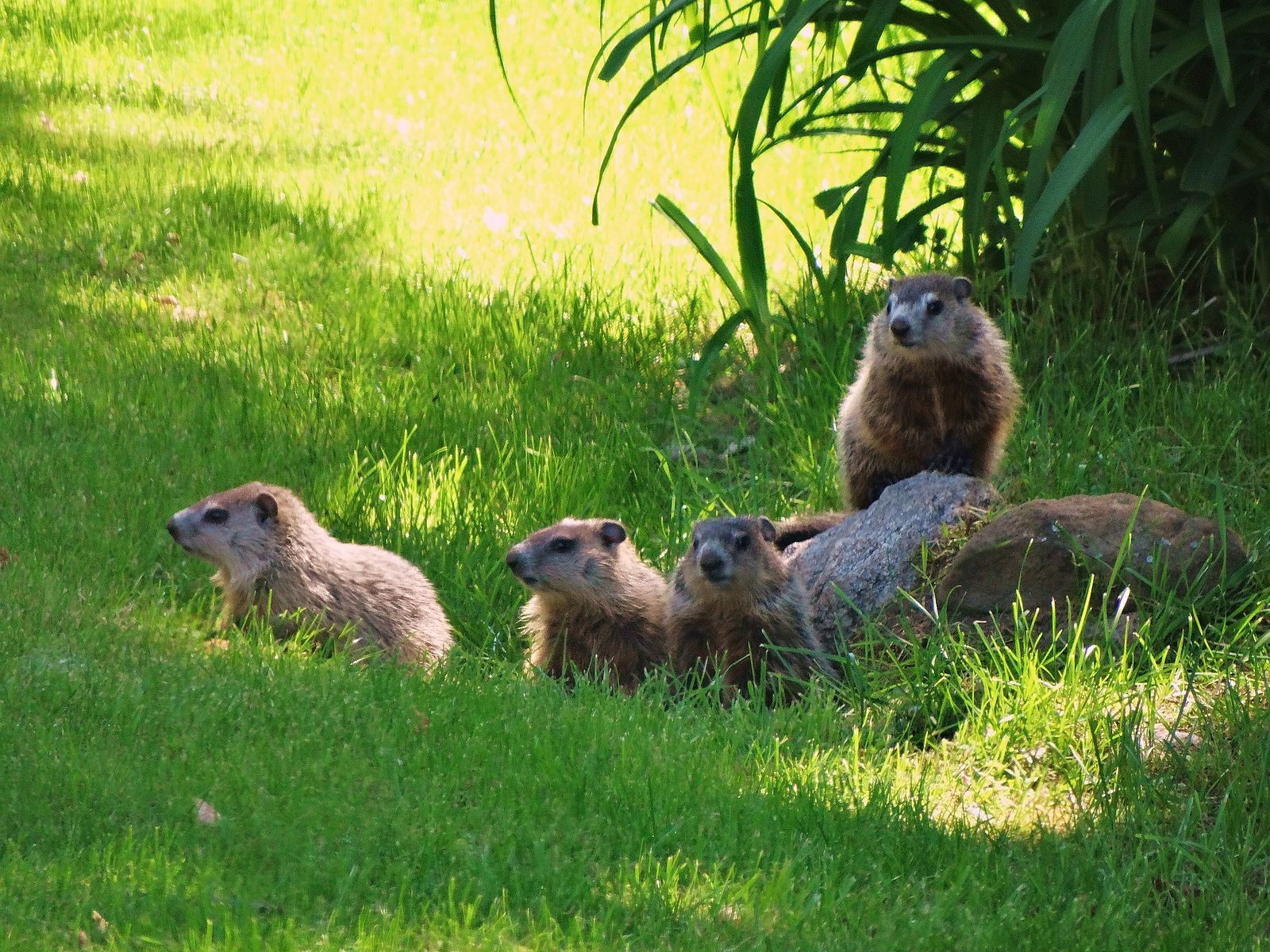A passel of tasty groundhogs.