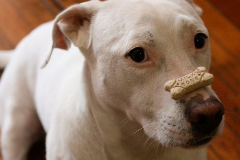Impressive Milk-Bone balancing act